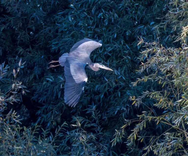 Grey Heron