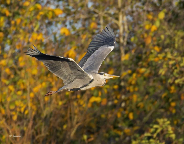 Grey Heron