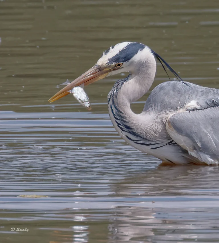Grey Heron