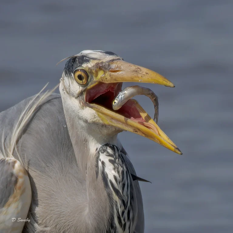 Grey Heron