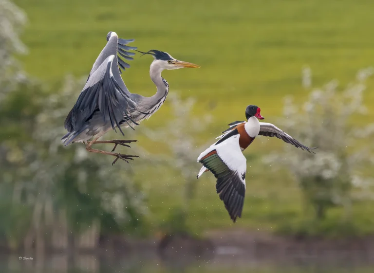 Grey Heron and Shelduck dispute