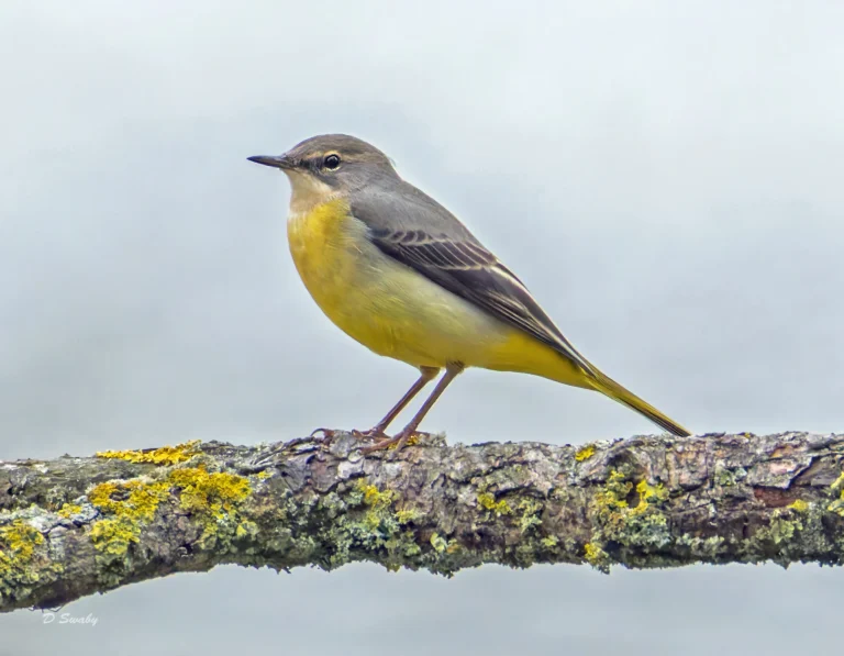 Grey Wagtail