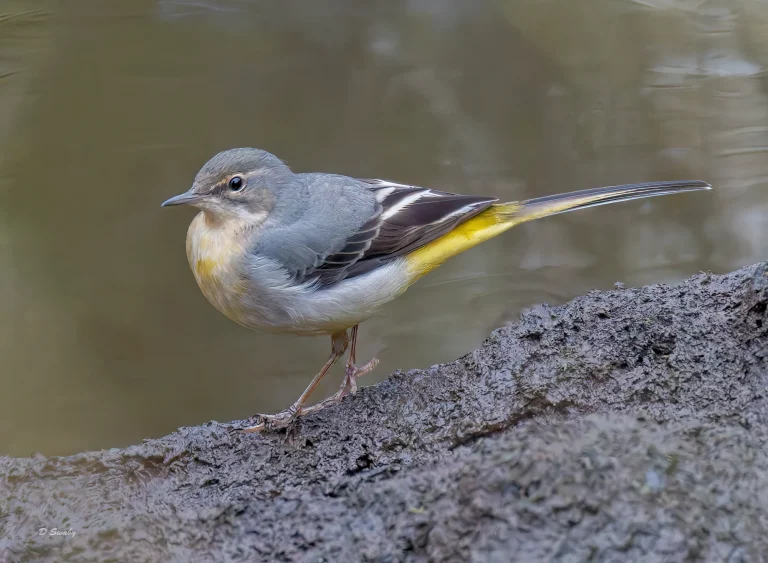 Grey Wagtail
