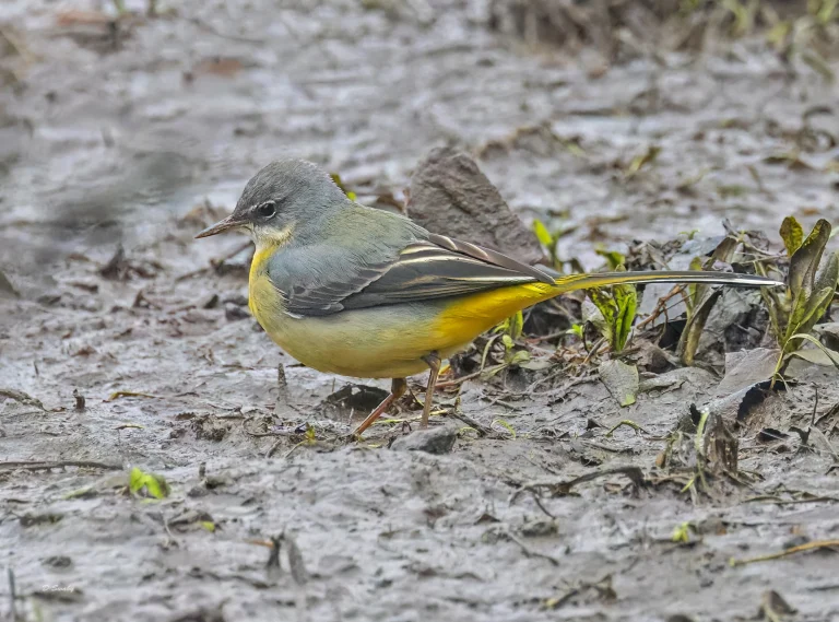 Grey Wagtail