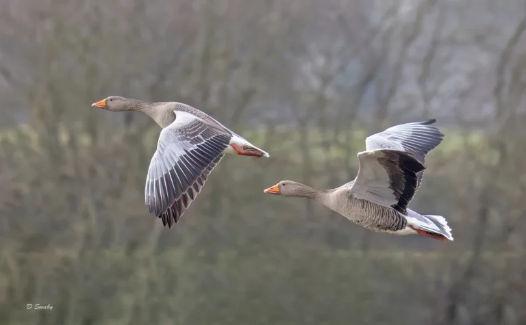 Greylag Geese