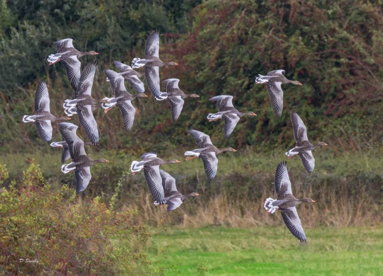 Greylag Geese