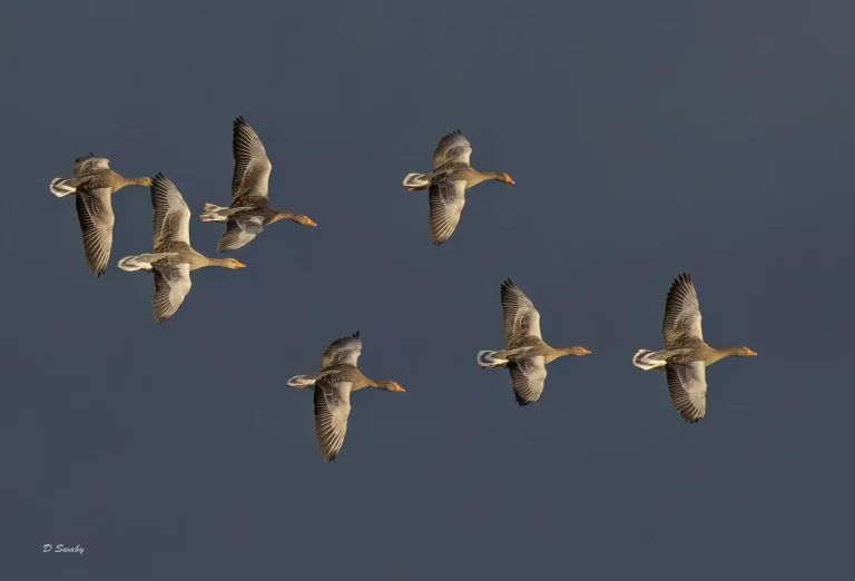 Greylag Geese in evening sun