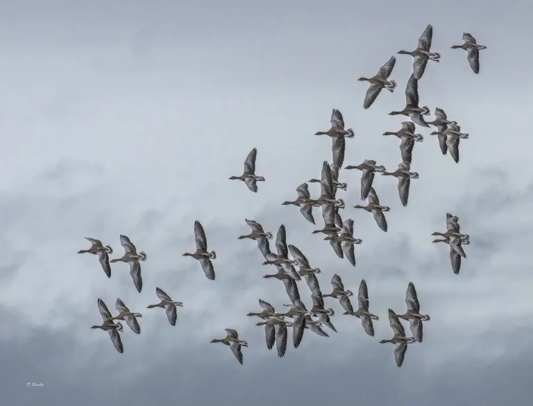 Greylag Geese landing before the storm