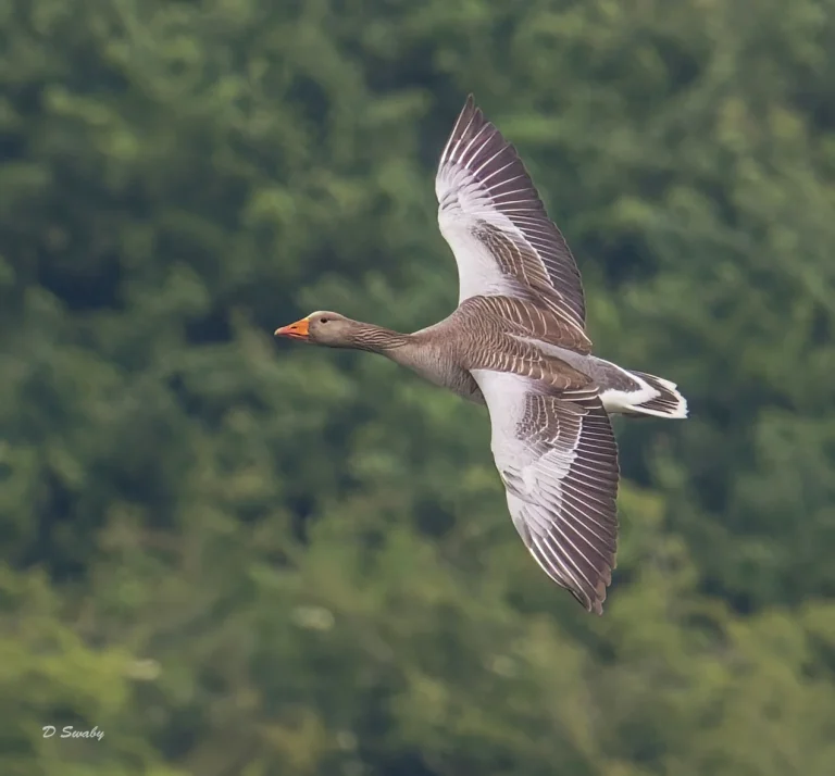 Greylag Goose