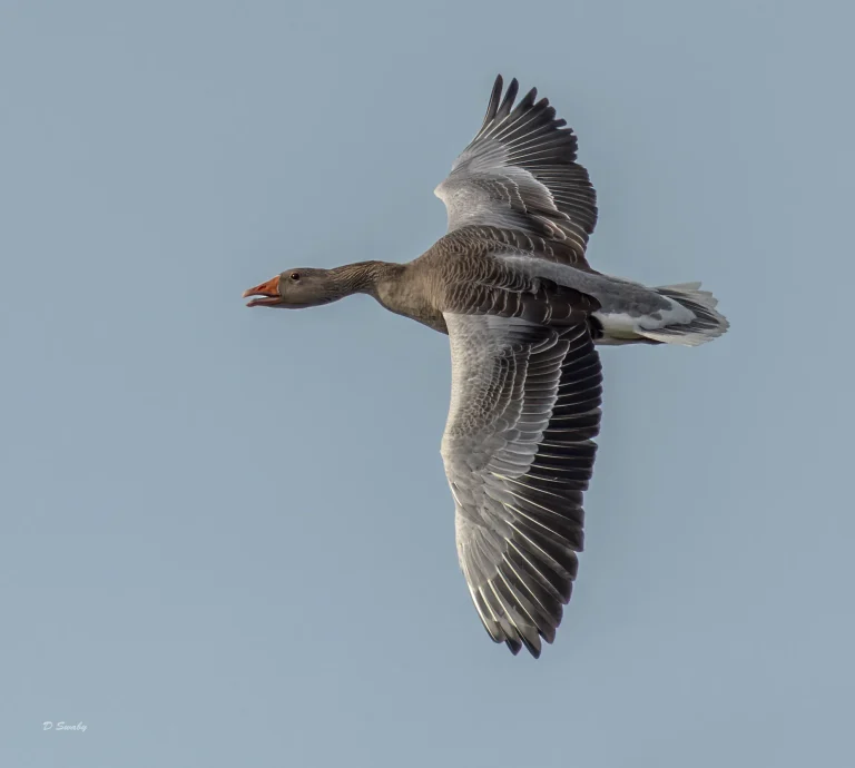 Greylag goose
