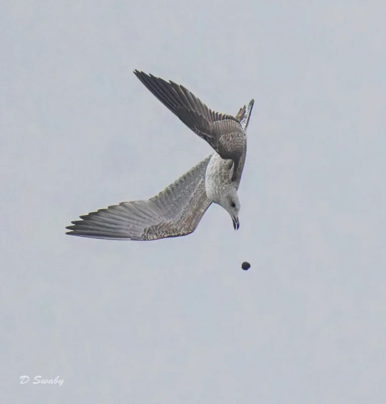 Gull playing drop and catch