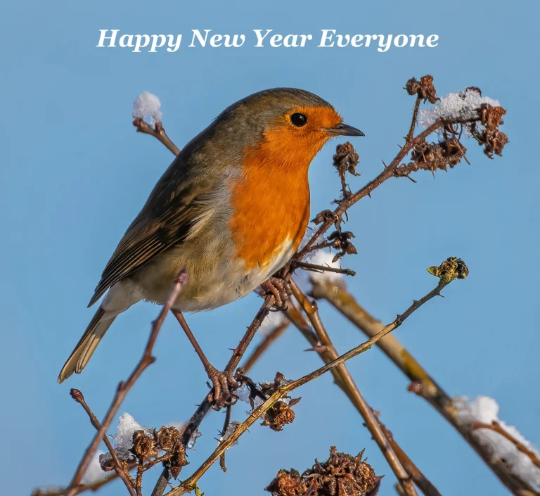 Happy New Year