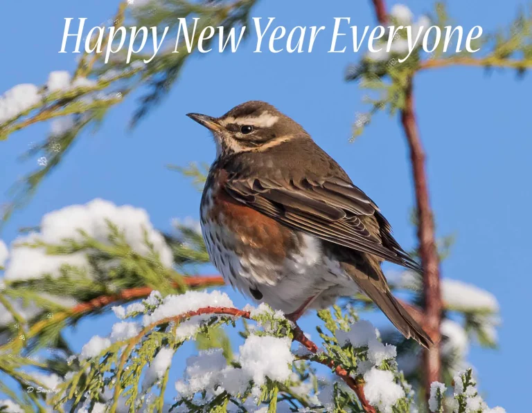 Happy New Year