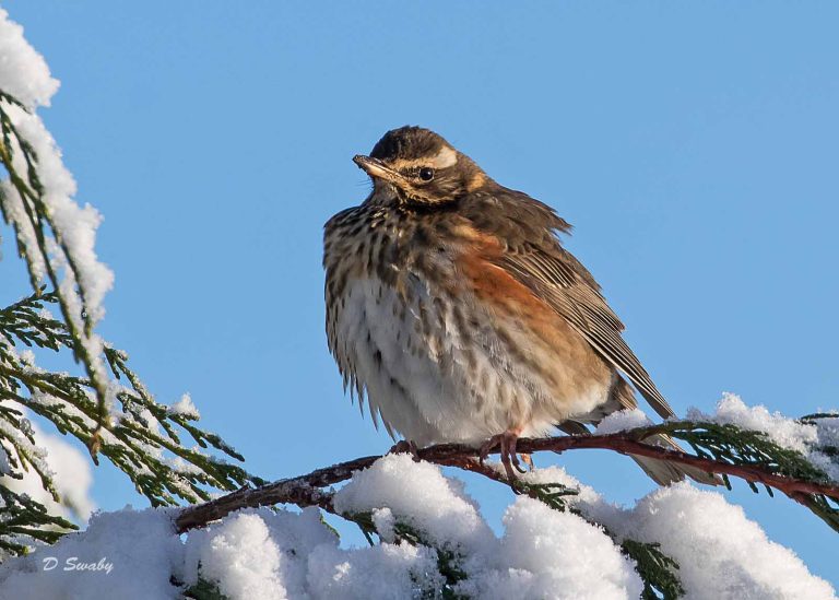 Bird Gallery 2019