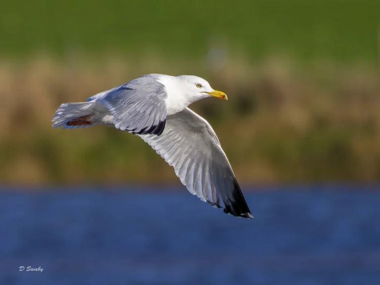 Herring Gull