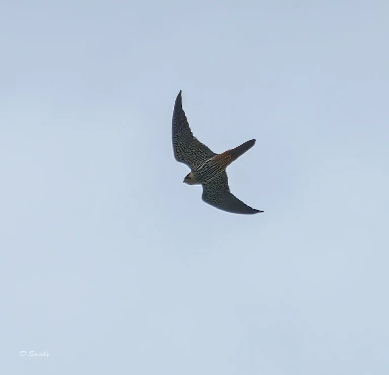 Hobby,  high over PHF