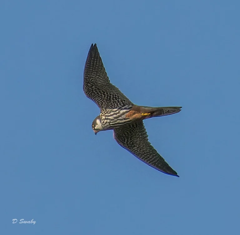 Hobby