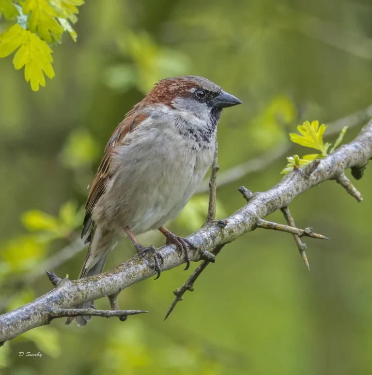 House Sparrow