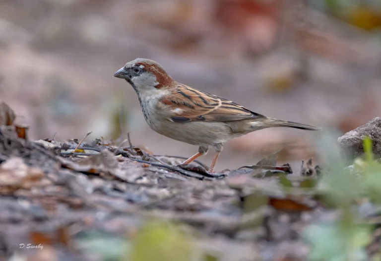 House Sparrow