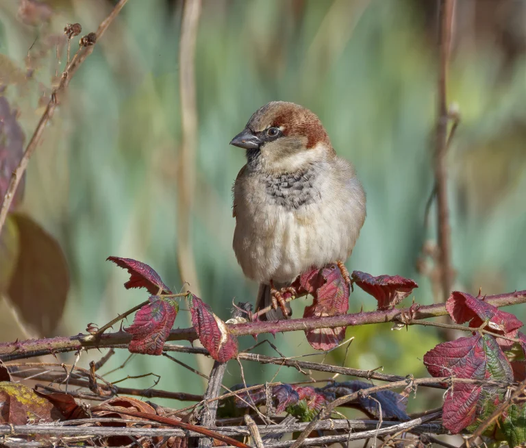 House sparrow