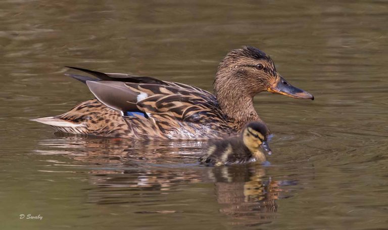 Bird Gallery 2019