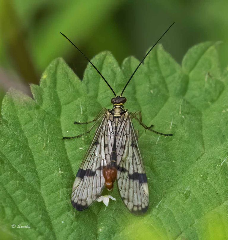 Insects