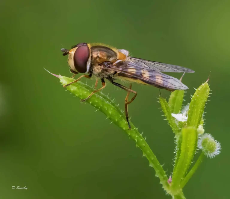 Insects
