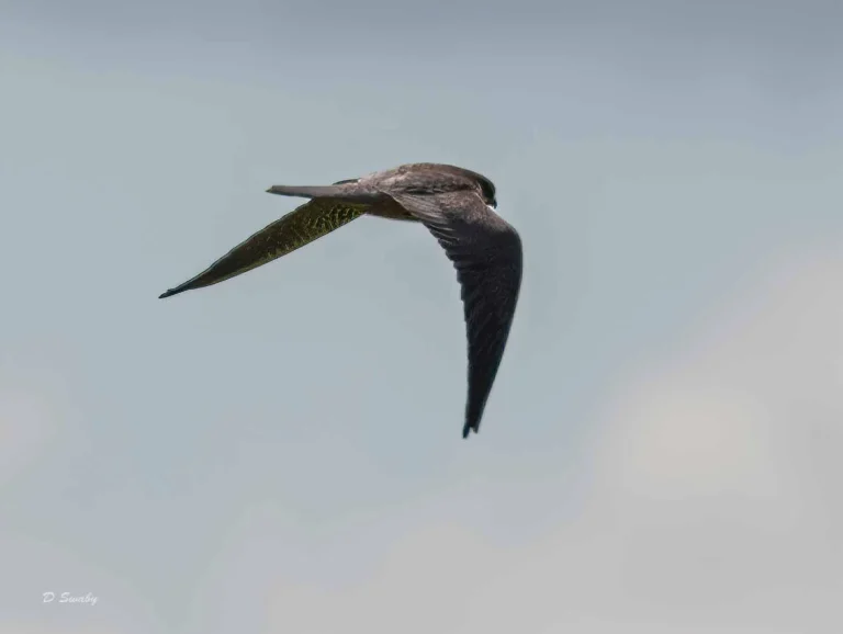 Bird Gallery 2019