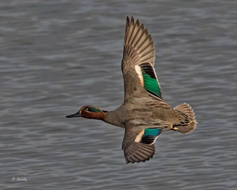 Bird Gallery 2019