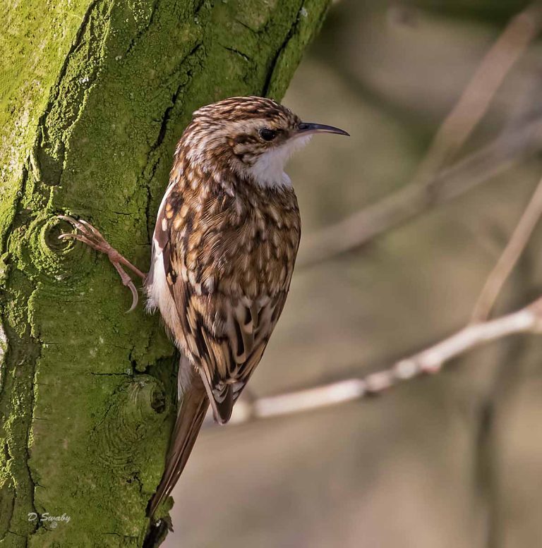 Bird Gallery 2019