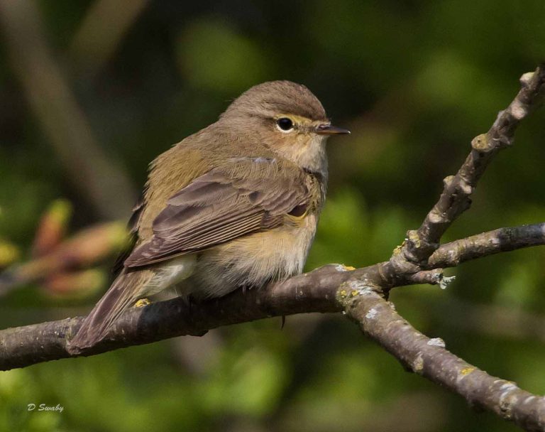 Bird Gallery 2019