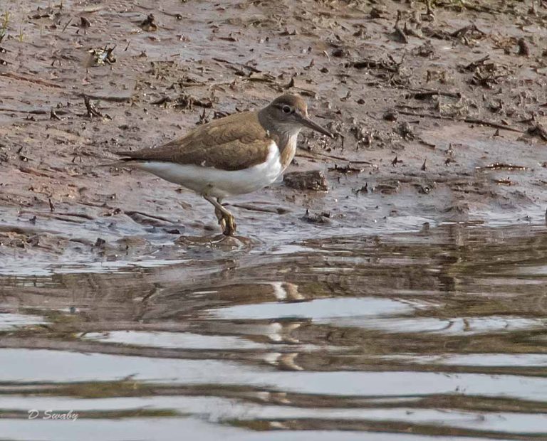 Bird Gallery 2019