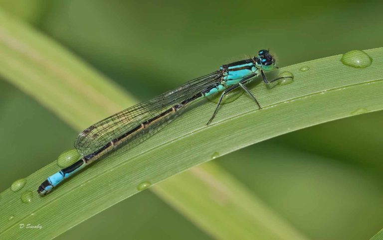 Insects