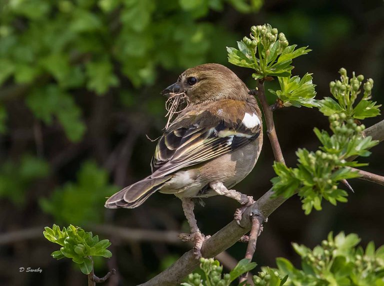 Bird Gallery 2019