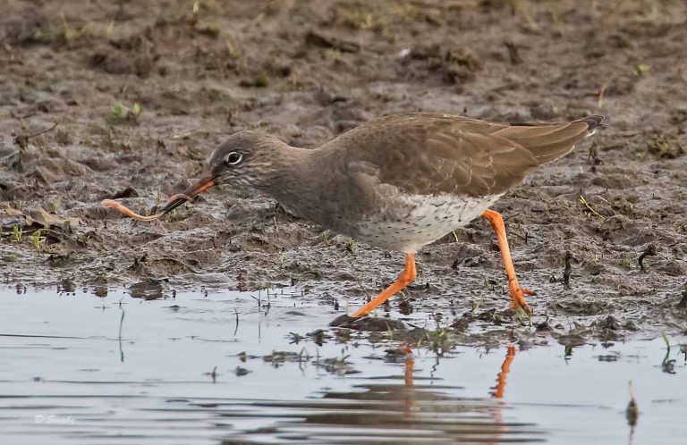 Bird Gallery 2019