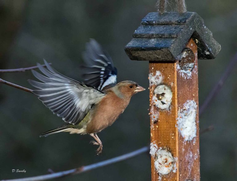 Bird Gallery 2019