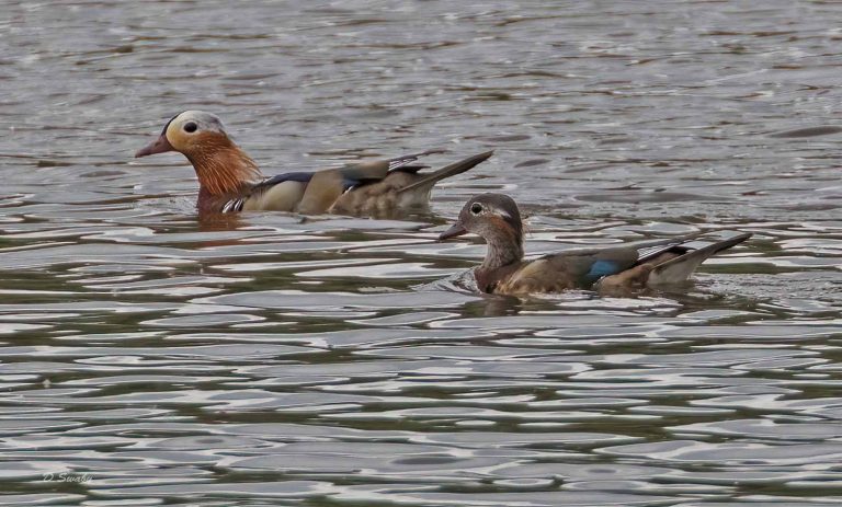Bird Gallery 2019