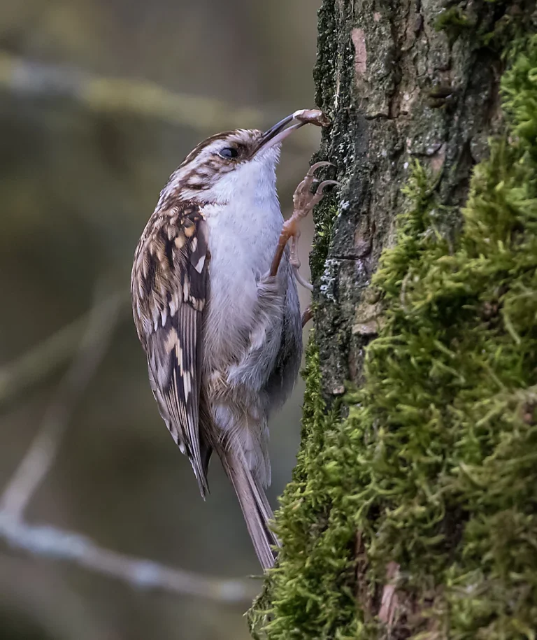Bird Gallery 2019