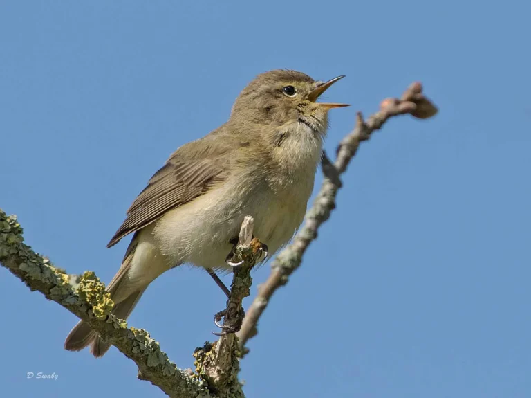 Bird Gallery 2019