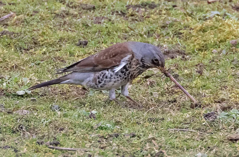 Bird Gallery 2019