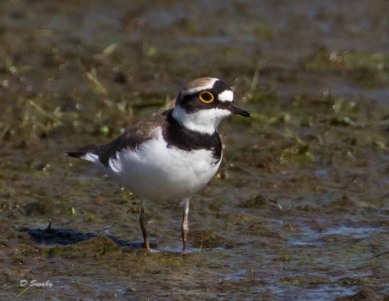 Bird Gallery 2019