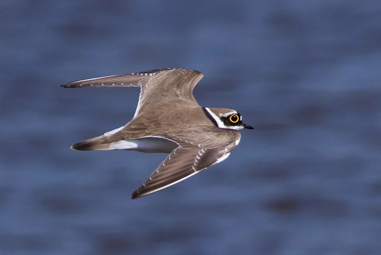 Bird Gallery 2019