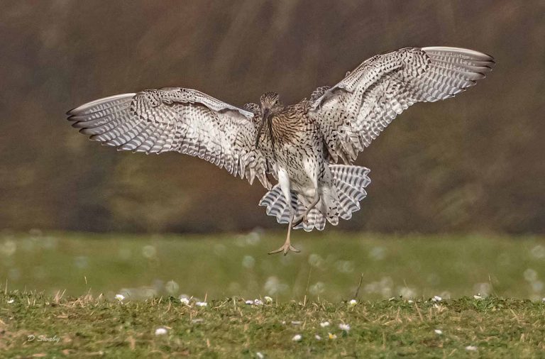 Bird Gallery 2019