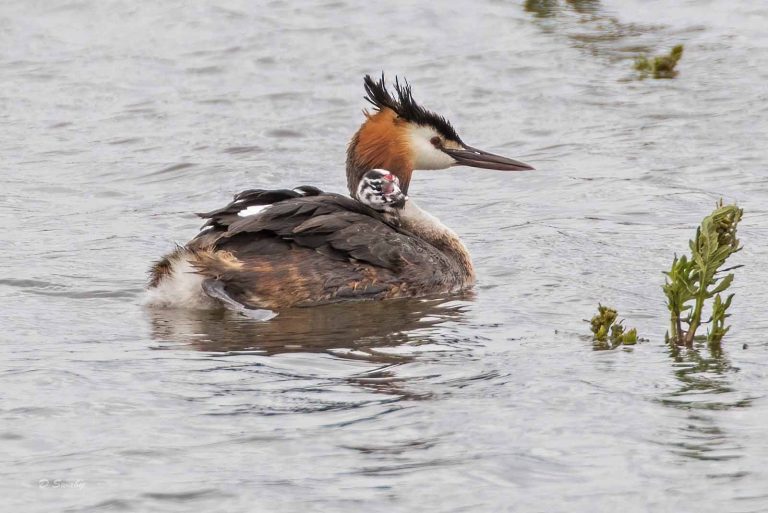 Bird Gallery 2019