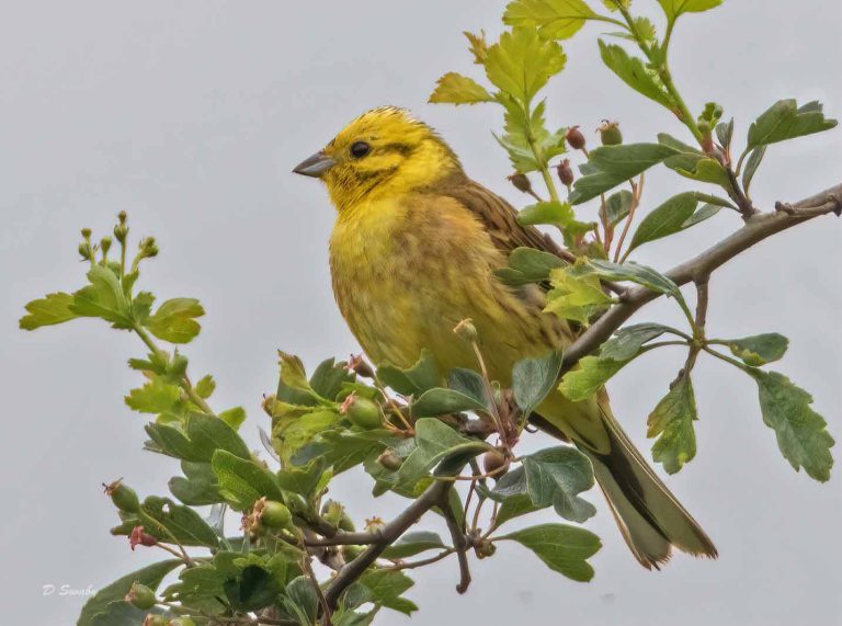 Bird Gallery 2019