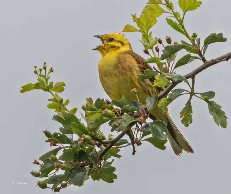 Bird Gallery 2019