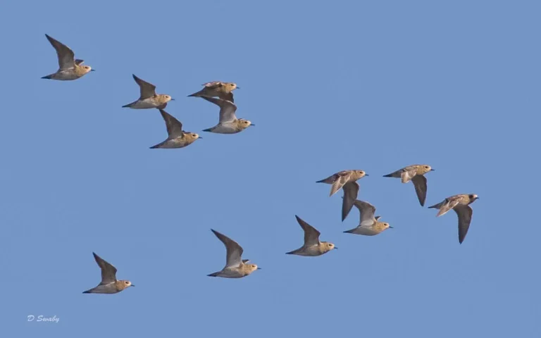 Bird Gallery 2019