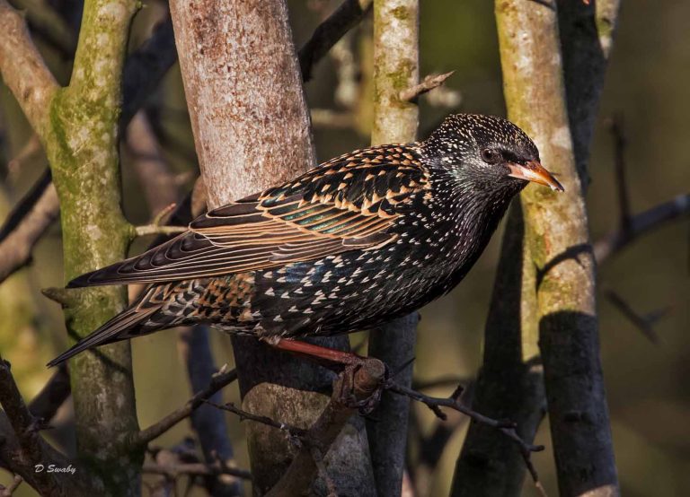 Bird Gallery 2019