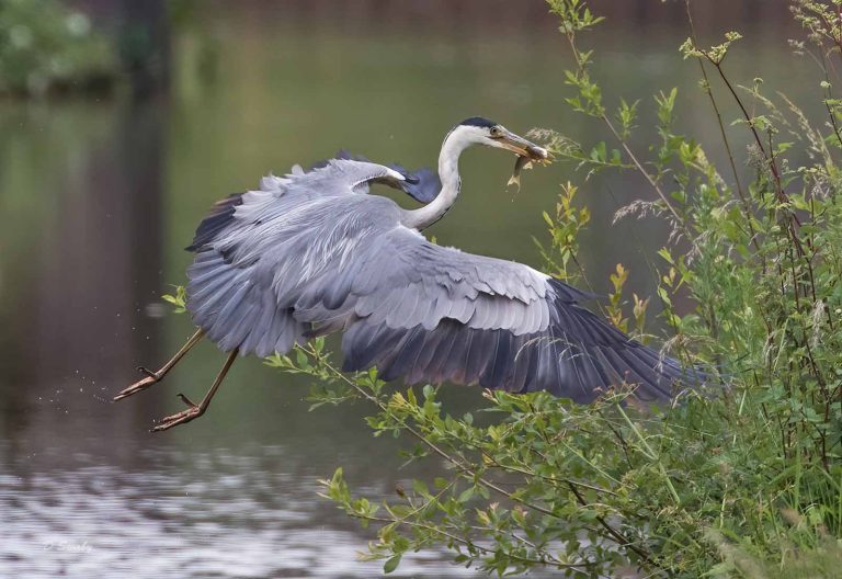 Bird Gallery 2019