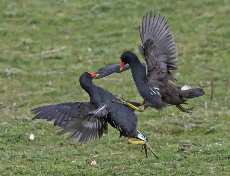 Bird Gallery 2019